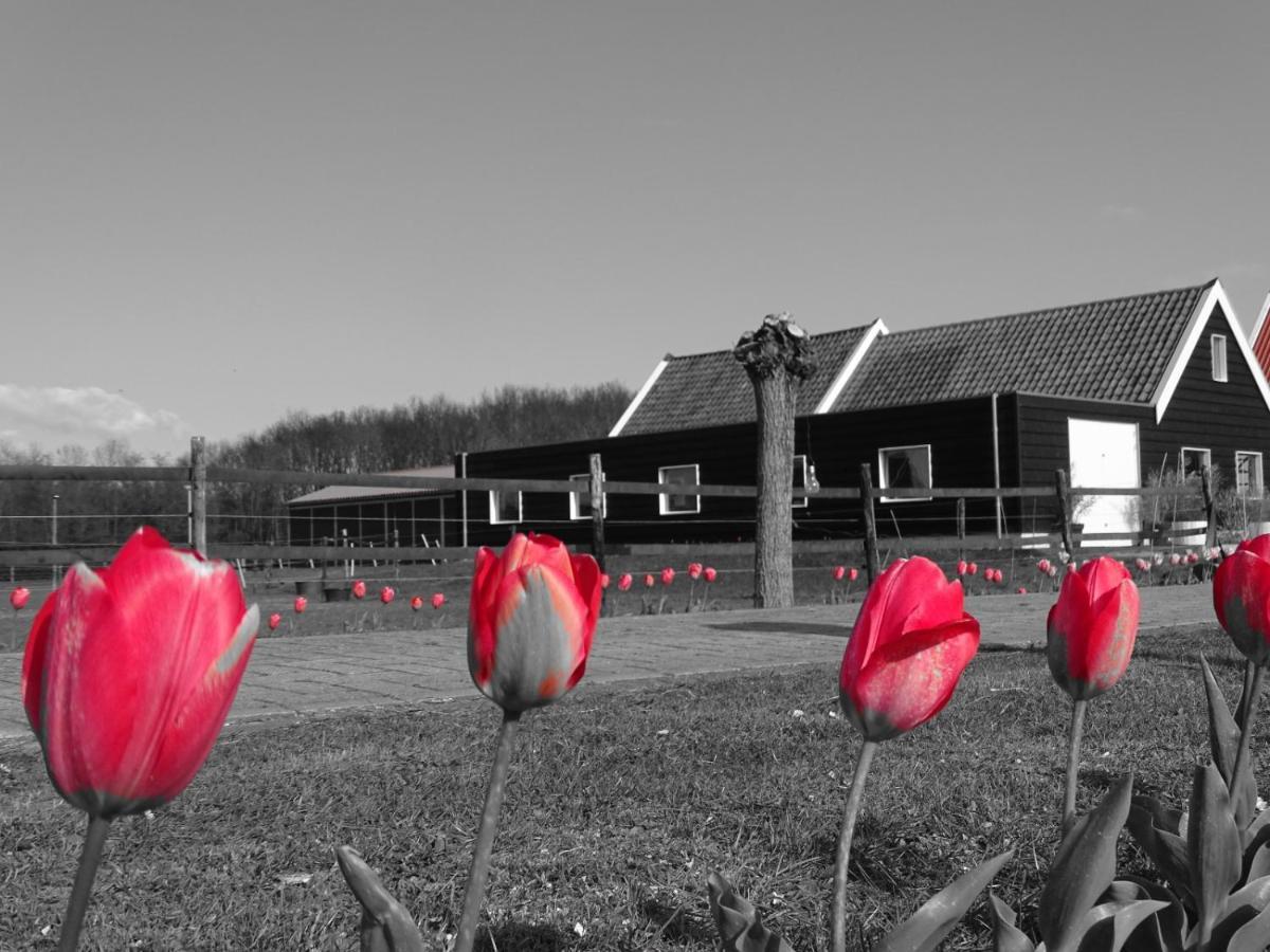 Bed and Breakfast De Tulp Noordgouwe Exteriér fotografie